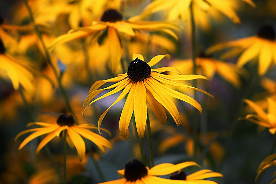 Well-researched article about carbon sequestering